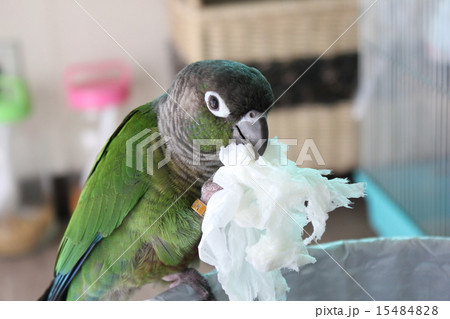 インコ 15484828