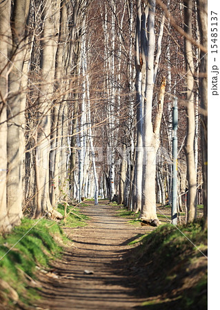 札幌・屯田防風林 15485137