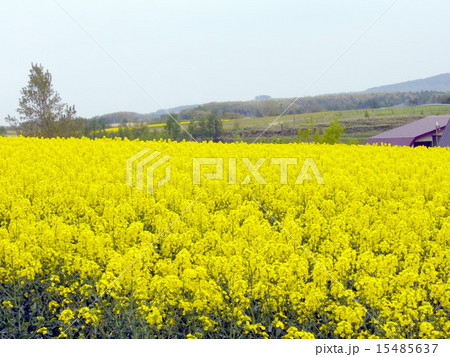 菜の花 15485637