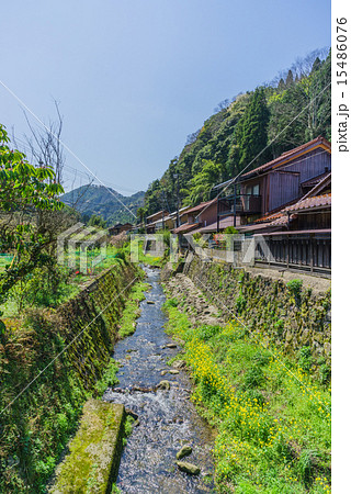 春の石見銀山の大森地区を流れる銀山川の写真素材