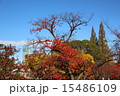 桃ヶ池公園の秋 15486109