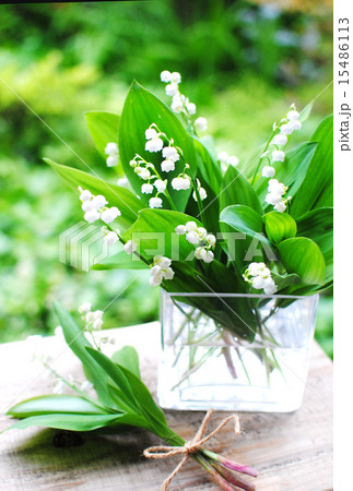 すずらん 15486113