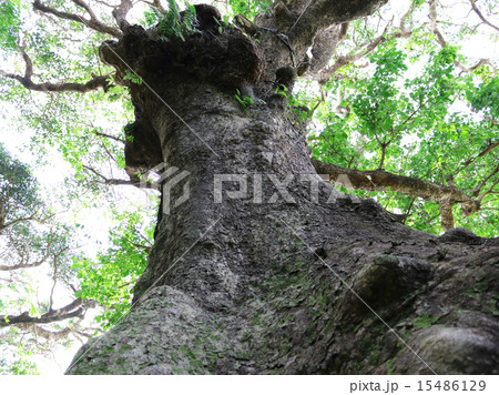 首里　金城　アカギ 15486129