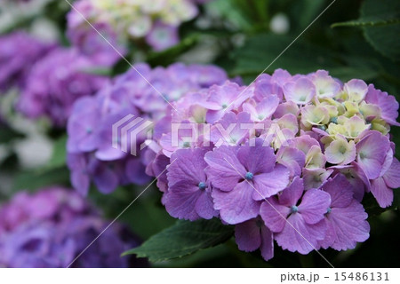 紫陽花 紫陽花 15486131