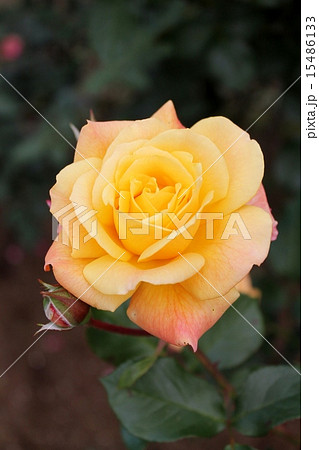 薔薇 薔薇 15486133