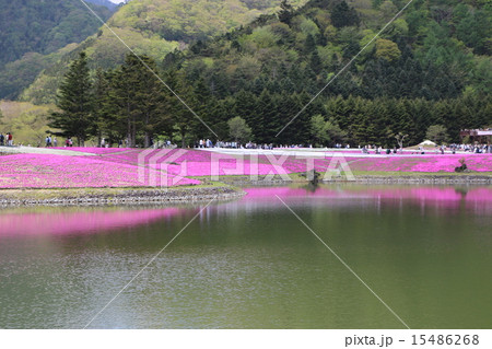 芝桜のある風景 15486268