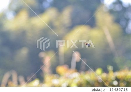 クマバチ 15486718