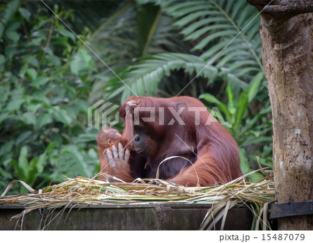 Little orangutan hugging his mom 15487079