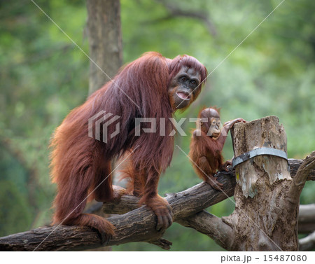 Mother orangutang with its little son 15487080