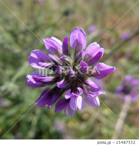 ビツミナリアの花 15487552