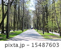 森林 15487603