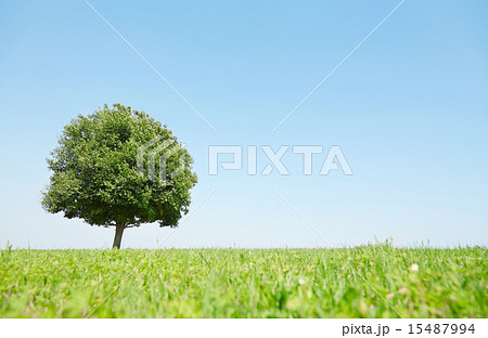 一本木のある草原 15487994