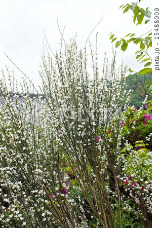 シロバナエニシダ 15488009