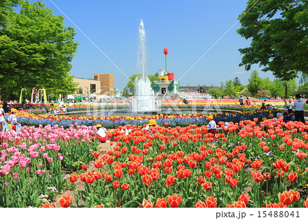 砺波チューリップ公園 砺波チューリップ公園 15488041