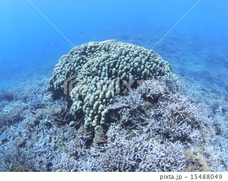 沖縄・西表島のブツブツサンゴ 15488049