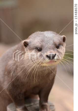 コツメカワウソ コツメカワウソ 15488070