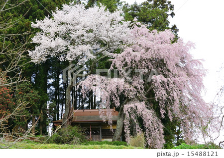 鎮守の夫婦桜 15488121