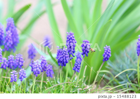 ムスカリと蜜蜂の食事 15488123