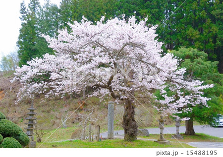 春の福田寺 春の福田寺 15488195