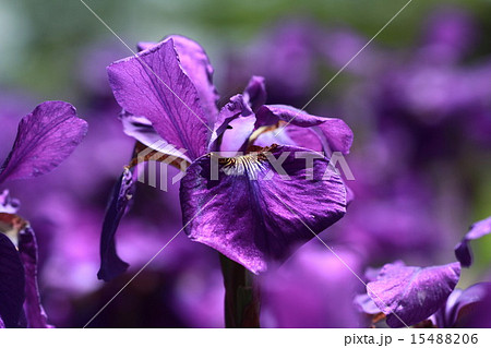 あやめ 15488206