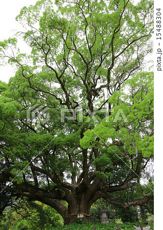 クスの森 15488304