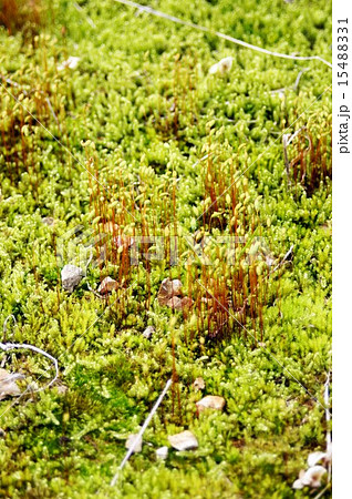 コケと胞子のう 15488331