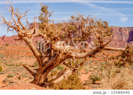A tree and a butte in Monument Valley A tree and a butte in Monument Valley 15488440