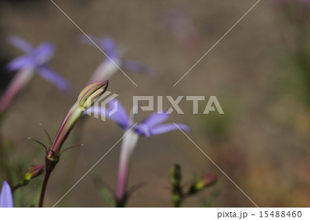 ラウレンティアの花の蕾 15488460