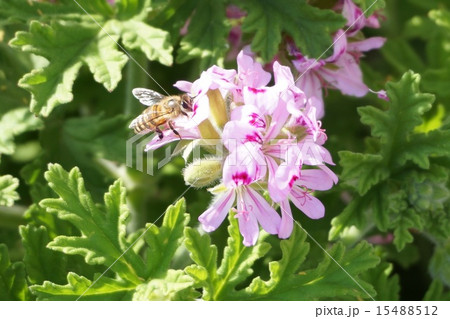 みつばち かとりそう みつばち かとりそう 15488512