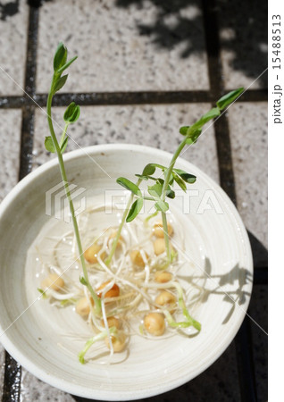 やさい　豆苗 15488513