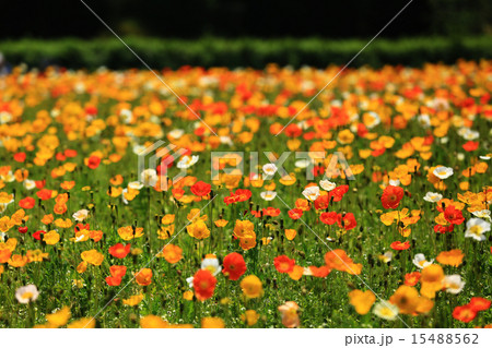 アイスランドポピー104 アイスランドポピー104 15488562