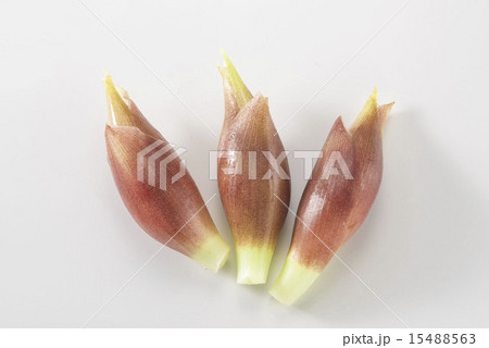 みょうが 15488563