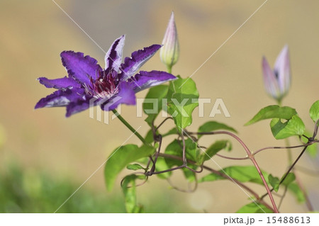 クレマチス 15488613