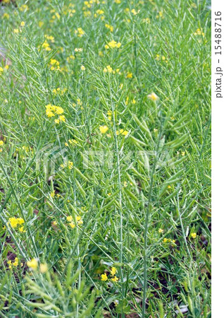 チンゲンサイ・花の後 15488716