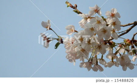 桜 15488820