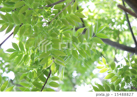 新緑(ハゼの葉） 15488827