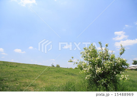 夏近づく 夏近づく 15488969