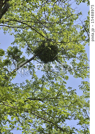 鳥の巣 鳥の巣 15488975