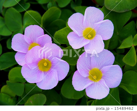 フヨウカタバミ 15489462