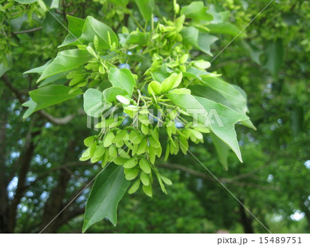 楓の花の写真素材