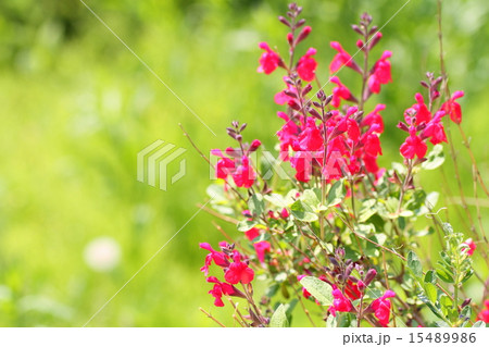 チェリーセージの花 15489986