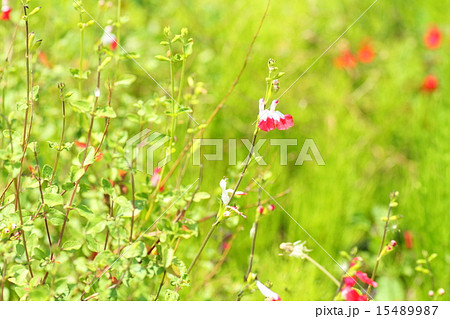サルビア　ホットリップスの花 15489987