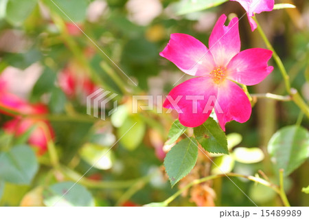 バラの花　カクテル 15489989