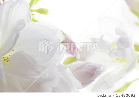 旭山桜 旭山桜 15490092