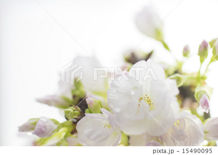 旭山桜 15490095
