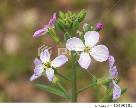 赤大根の花 15490185