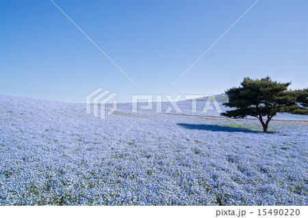 ネモフォラの丘 ネモフォラの丘 15490220