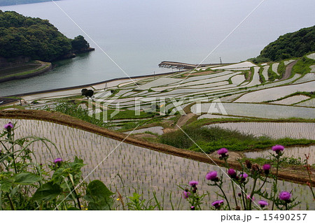 土谷の棚田 15490257