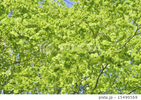 カエデ 15490569