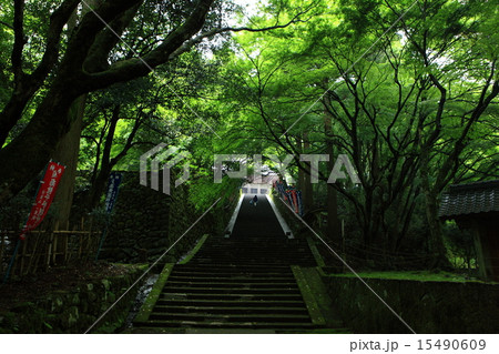 新緑の鰐淵寺 新緑の鰐淵寺 15490609